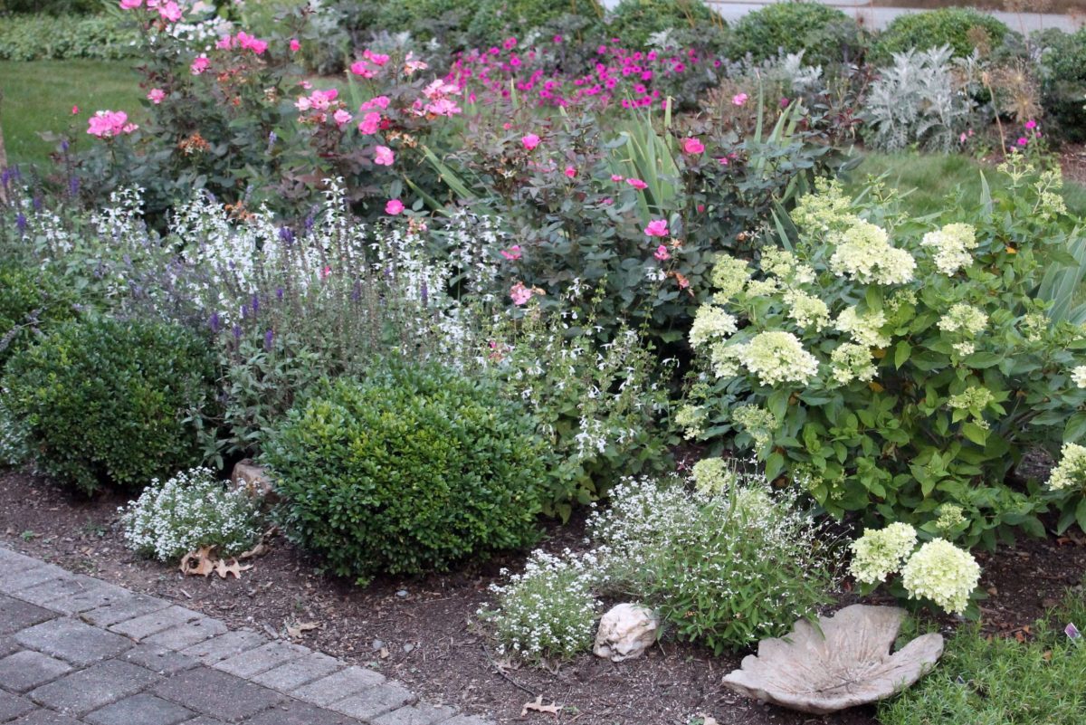 2 No-Fuss Shrubs to Plant and Grow in the Middle of Summer