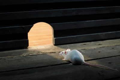 How to Protect Your Furniture in Storage from Mice